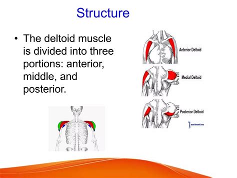 Deltoid muscle, origin insertion and movement | PPT