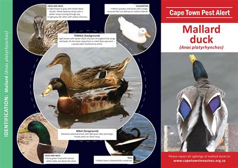 31 Free Printable Duck Identification Charts [PDF]