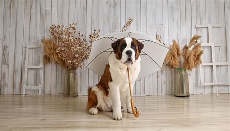 "Rainy Weather Woes: Key Dog Concerns" – Thunder Tails
