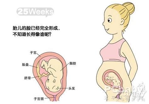 怀孕25周胎儿发育图_怀孕七个月胎儿发育过程图_孕妇常识_怀孕_太平洋亲子网