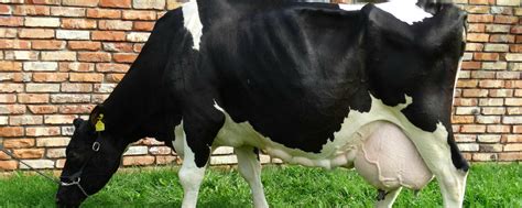 Die zweite Kuh mit 200.000 kg Milch | agrarheute.com