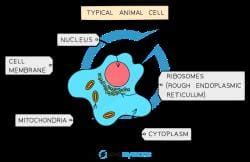 Cell Structure - Biology for GCSE/IGCSE - Class 10 PDF Download