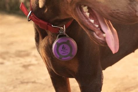 Pet Parents, Meet A Woofer That'll Calm Your Dog Down | LBB, Mumbai