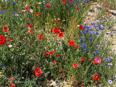 Rock Canyon Trail – Utah Hiking Beauty