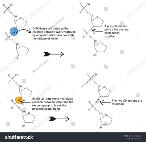Phosphodiester Bond Mechanism