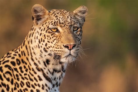 Leopard Portrait By Copyright