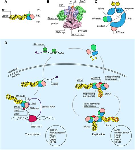 Image result for RNA Structure and Function