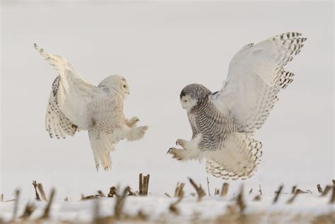 Exploding Frogs 的图像结果