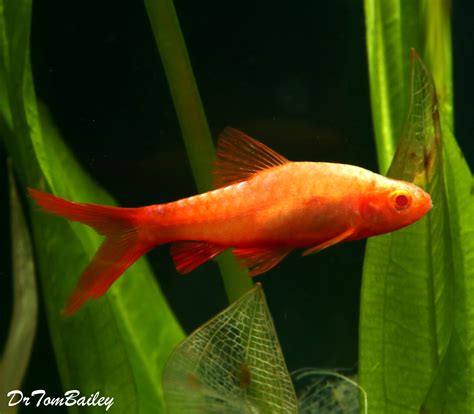 Premium Rare New, Red-Eye Veiltail Cherry Barb, Nano Fish
