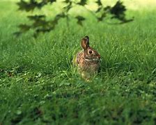 Image result for Baby Jack Rabbit
