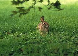 Image result for Bud Bunnies