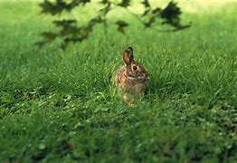 Image result for Wild Baby Bunnies