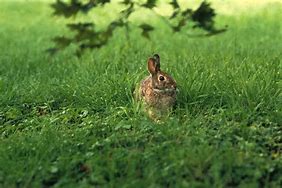 Image result for Rainbow Bunnies