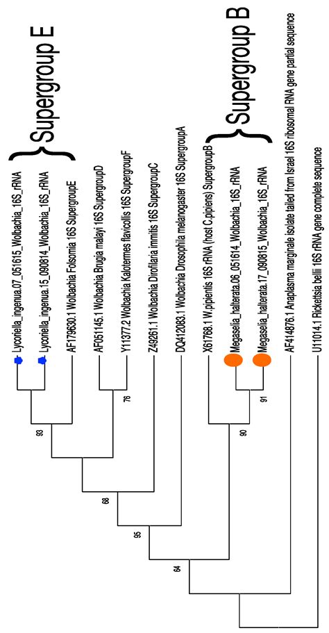 Microbiomes of Two Pest Fly Species of Pennsylvania Mushroom Houses