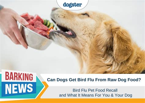 Bird Flu Pet Food Recall - What Does It Mean For You & Your Dog? – Dogster