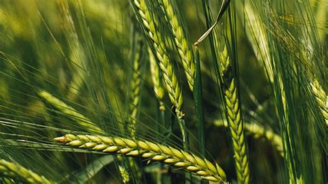 Industrial Revolution Agriculture 的图像结果