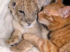 animale vanitoso 20 sweet exles of friendship between animals of animale vanitoso 20 sweet exles of friendship between animals of