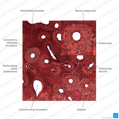 Histology Of Bone Growth Histology Cartilage And Boneset Pdf ...