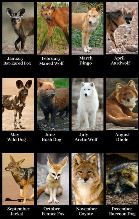 Different Types of Wolves 的图像结果