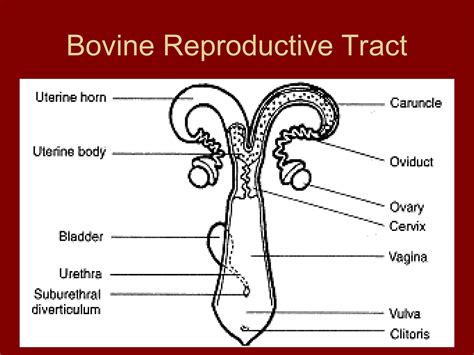 Bovine Biometery feamle reproductive anatomy and physiology.ppt
