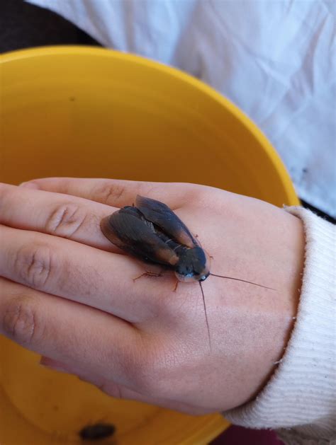 Does anyone know what's causing the strange position of this roach's ...