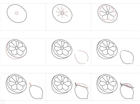 Image result for Simple Inside Lemon Drawing