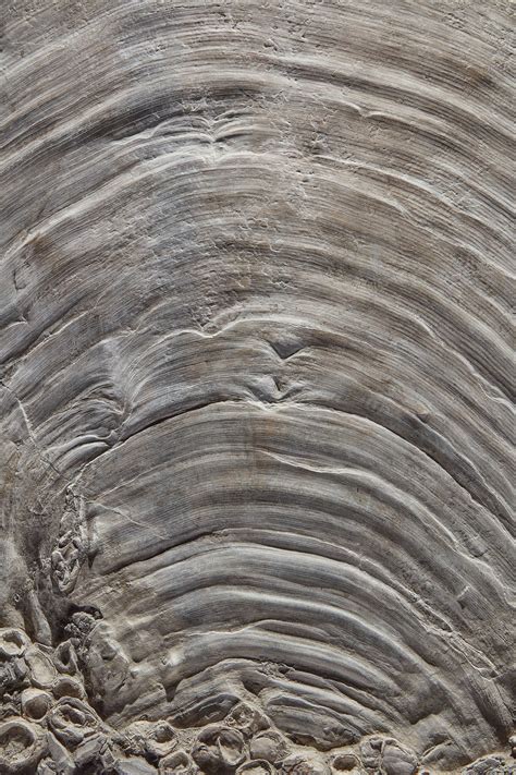 Image result for Round Shell Fossil