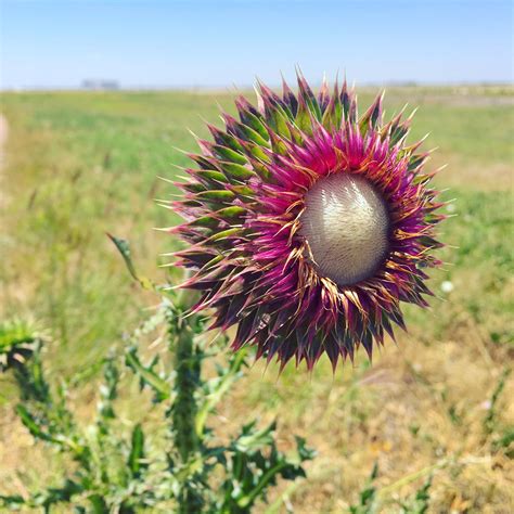 Russian Thistle