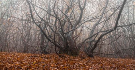 Inside Transylvania: the world's most haunted forest