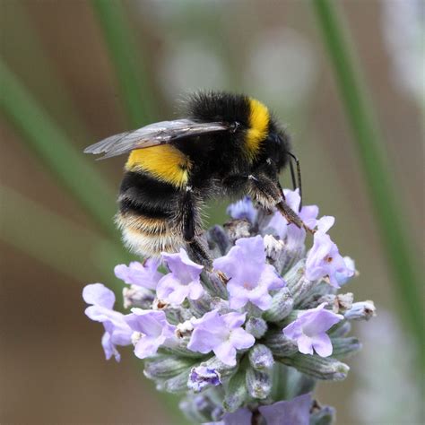Bumble Bee Insect Sting