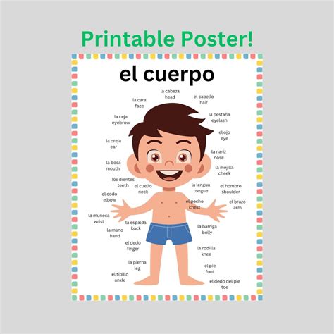 Body Parts in Spanish & English Poster Download, Spanish Basics ...