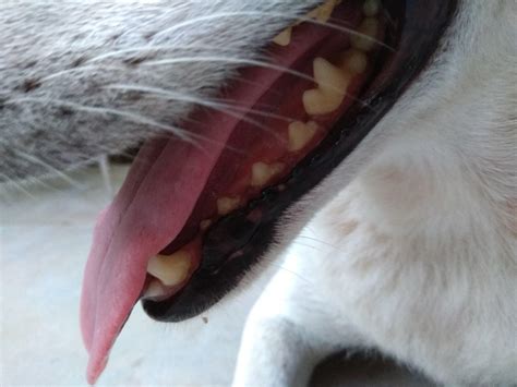 My Dog Has Pale Gums, Rapid Breathing, Swollen Belly Is It Serious? | Petco