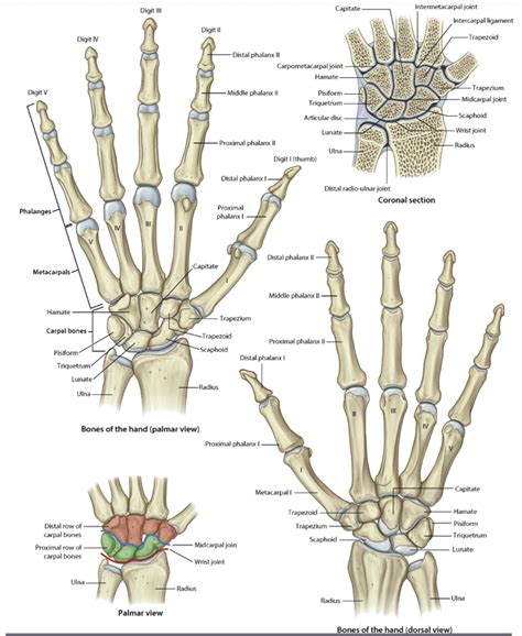 Hand Bones JMSR
