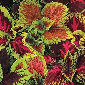 VibeX VVI-72 - Coleus Kong Empire Mix - (450 Seeds) Seed Price in India ...