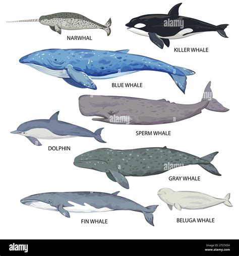 Big set of whale species. Poster with various whale types and names. Vector illustration ...