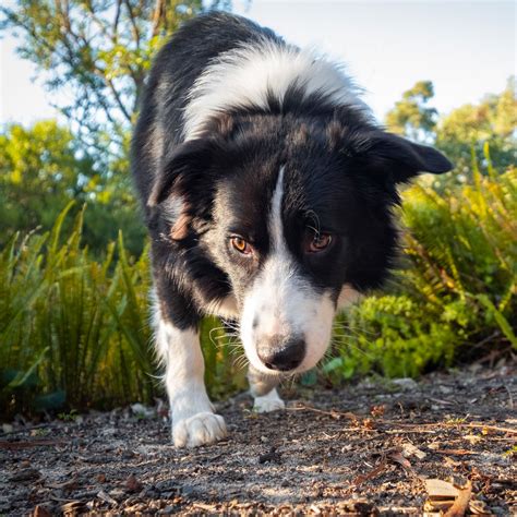 How Far Can Dogs Smell? (Average And Max Distance) - My Border Collie