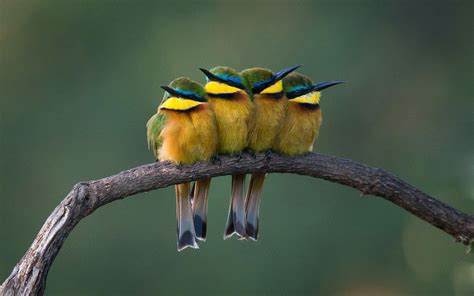 Bee-eater Wallpaper HD Download