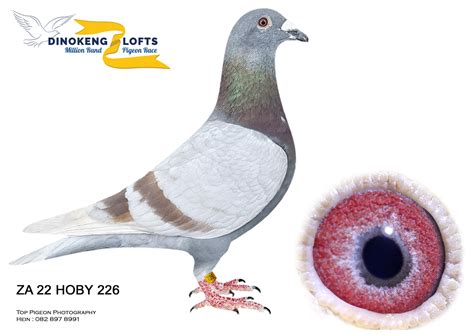 .LOT 9 DINOKENG OLR AUCTION 4 A – SCHONKEN , WILLIE & JAMES (BRED BY ...