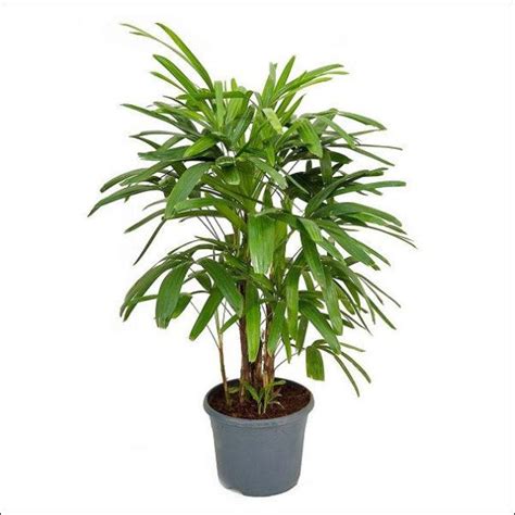 Rhapis/Lady Palm - Palms– Exotic Flora