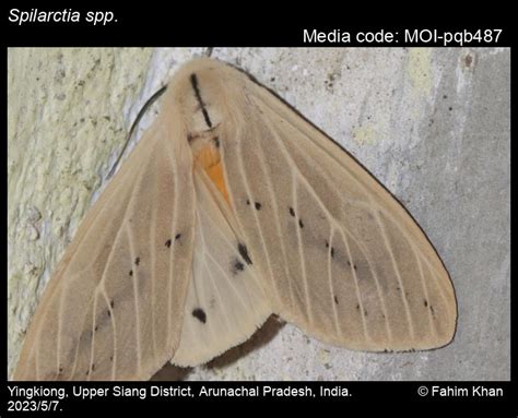 Spilarctia spp. | Moths