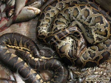 Image result for Eating Python Meat