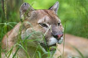 Costa Rica Wildlife – Meet the Puma : The Tico Times | Costa Rica News ...