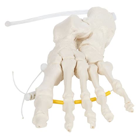 Buy Axis Scientific Skeletal Foot | Left | Loosely Threaded y ...