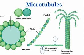 microtubules 的图像结果