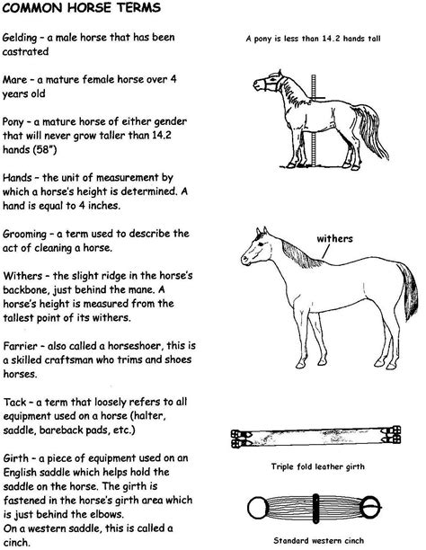 Illustrations & Handouts | Horse information, Horses, Horse health