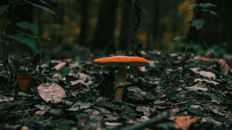 Mushroom Burial Suits: A Sustainable Burial Alternative