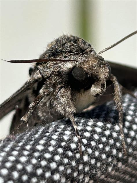 Agrius cingulata - Pink Spotted Hawk Moth : r/insects
