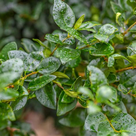 Wax Leaf Privet | Hedge Trees | Moon Valley Nurseries