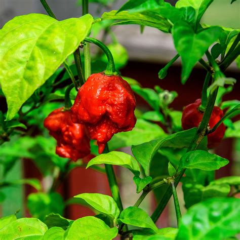 Carolina reaper pepper – Artofit