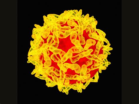 Yellow Fever's Comeback Was Utterly Avoidable, But We Blew It | WIRED